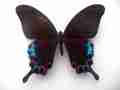 Papilio hermeli Male (Aberration, Philippines) (Internet Image property of respective owner, non-commercial use only)
